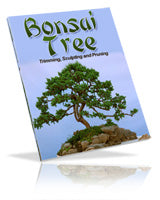 Bonsai Trees - Growing, Trimming, Sculpting, and Pruning.